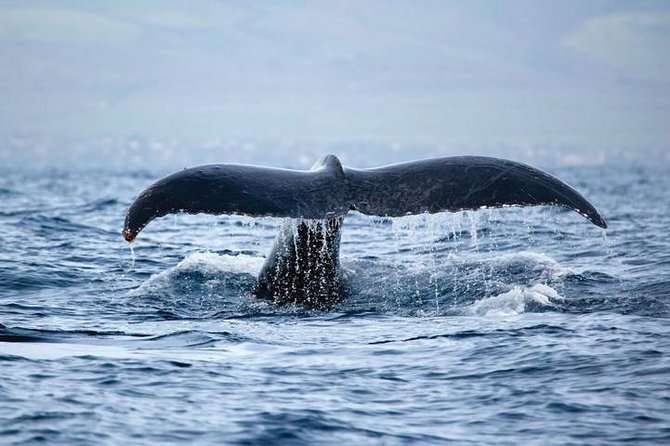 Kawaihae Luxury Snorkel Cruise & Wildlife Watch with Lunch - Leaving Kawaihae on a six-person powerboat