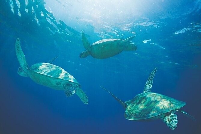Kawaihae Luxury Snorkel Cruise & Wildlife Watch with Lunch - The snorkeling stop in clear blue water
