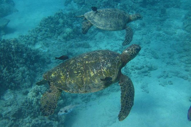 Kawaihae Luxury Snorkel Cruise & Wildlife Watch with Lunch - Who will get the most from this cruise?