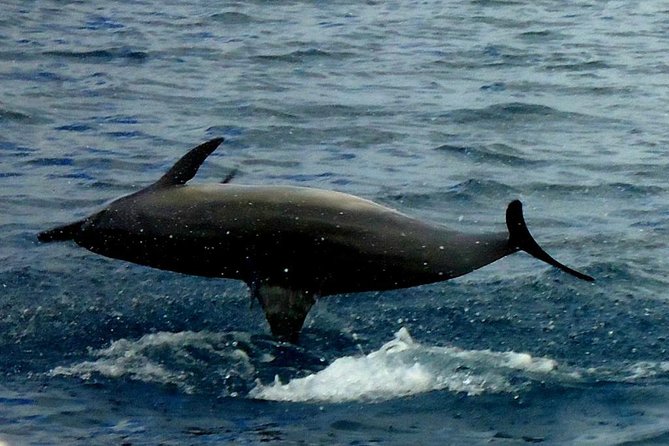 Kawaihae Luxury Snorkel Cruise & Wildlife Watch with Lunch - Practical details that affect your day