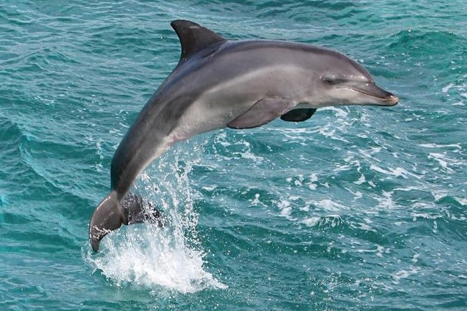 Kawaihae Luxury Snorkel Cruise & Wildlife Watch with Lunch - Should you book the Kawaihae snorkel cruise?
