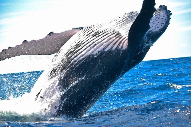 Kawaihae Luxury Snorkel Cruise & Wildlife Watch with Lunch - Searching the Kohala Coast for dolphins and turtles