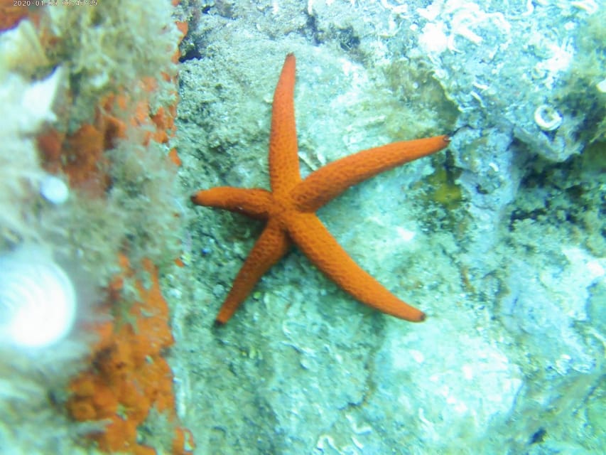 Kayak and snorkel Tour Platja d'Aro - The 30-minute secret snorkeling stop