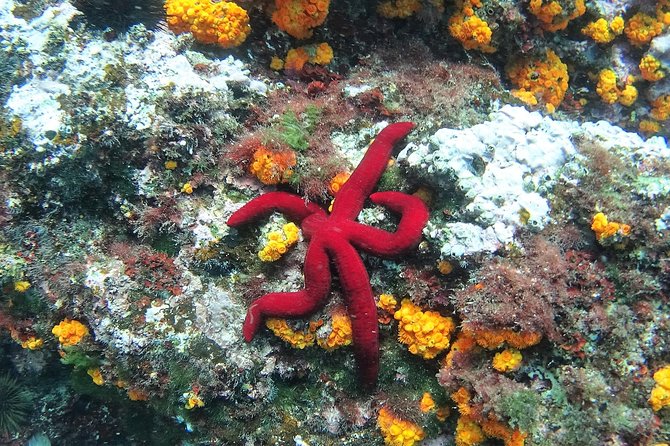 Kayak & Snorkel Tour in Cerro Gordo Natural Park, La Herradura - What the $34.76 price gets you