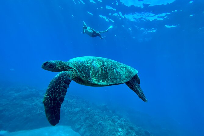Kayak & Turtle Town Snorkel(Turtles Guaranteed) + Whale Watching - What to bring and how to prepare