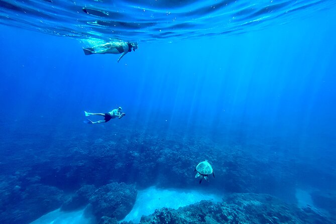 Kayak & Turtle Town Snorkel(Turtles Guaranteed) + Whale Watching - Paddling the West Maui coast