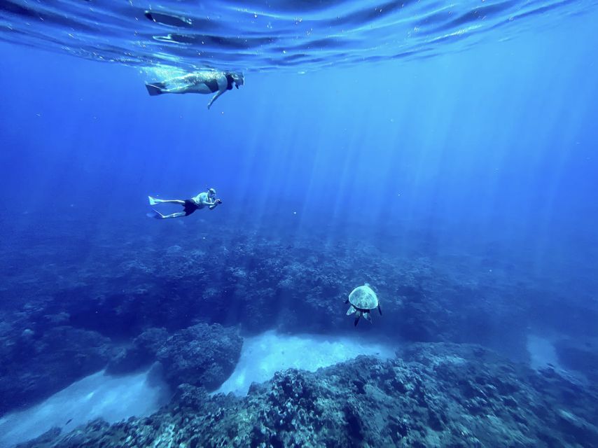 Kayak, Whale Watch And Snorkel At Turtle Town - Should you book Kayak, Whale Watch, and Snorkel at Turtle Town?