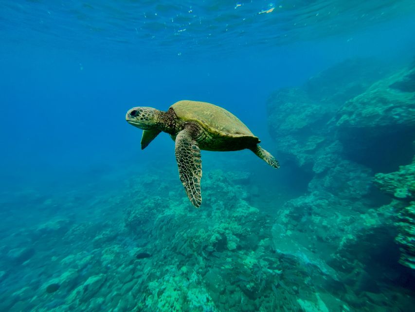 Kayak, Whale Watch And Snorkel At Turtle Town - Starting from Olowalu’s soft sandy beach