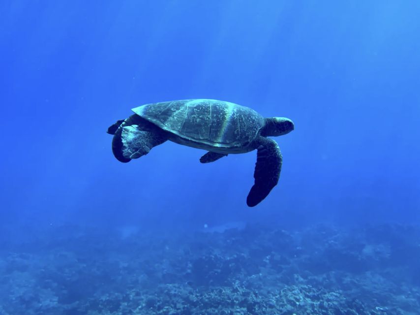 Kayak, Whale Watch And Snorkel At Turtle Town - Watching for humpback whales from a kayak