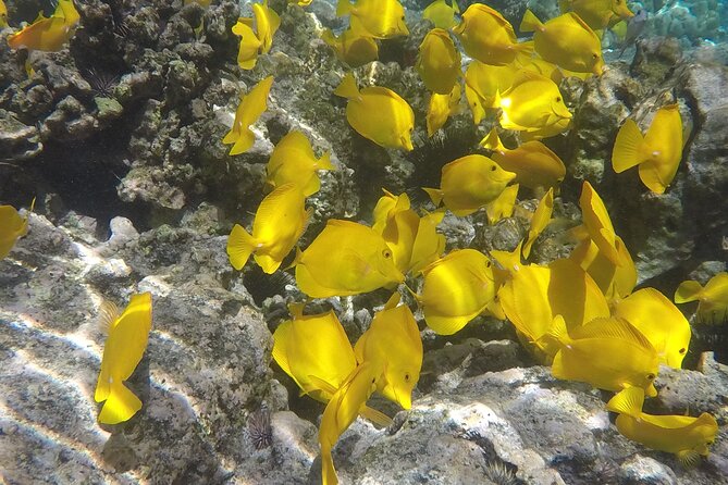 Kealakekua Bay (Captain Cook Monument) Snorkel and Sail Adventure - About an hour among fish and coral