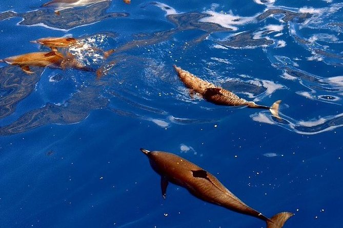 Kealakekua Bay (Captain Cook Monument) Snorkel and Sail Adventure - What the $189 price really covers