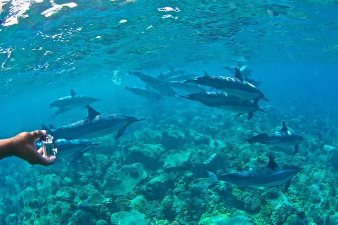 Kealakekua Bay Snorkeling Tour - 4 hour Kona Zodiac Adventure - Ninety minutes among fish and coral