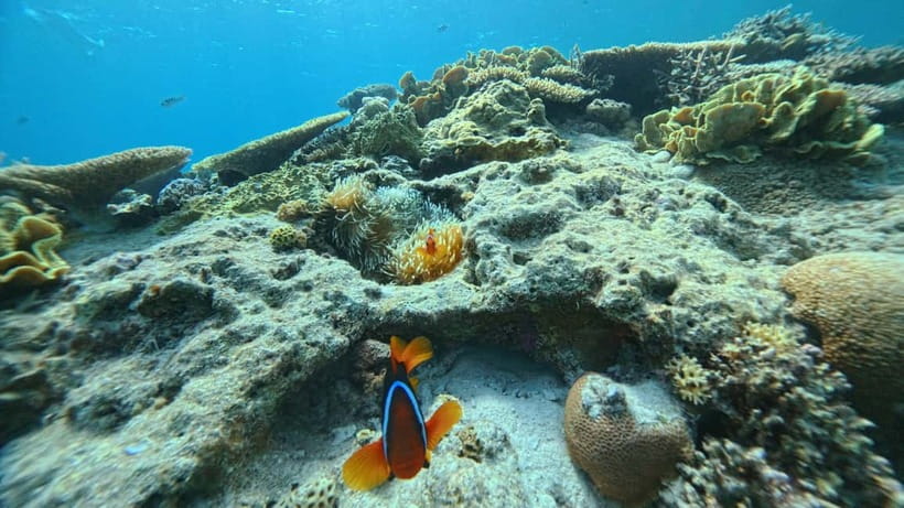 Kerama Half-Day Snorkeling Tour - Coral, fish, and the limits of a beginner tour