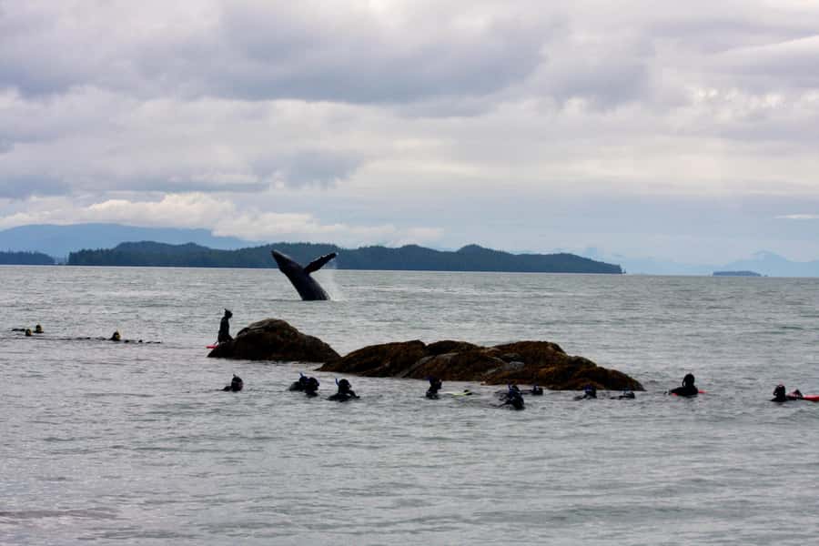 Ketchikan, Alaska: The Mountain Point Snorkeling Adventure - Key points before you book
