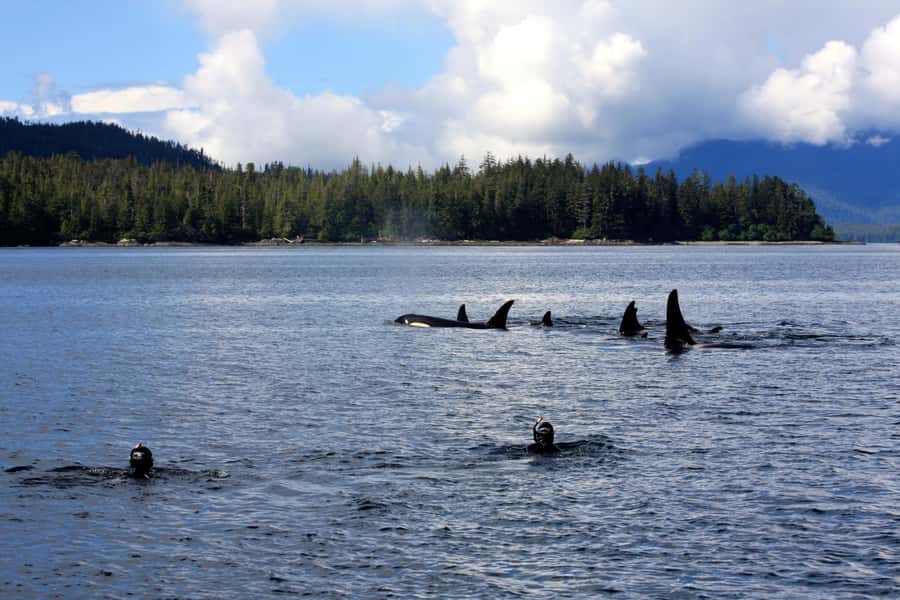 Ketchikan, Alaska: The Mountain Point Snorkeling Adventure - Why Mountain Point makes an unusual Ketchikan excursion