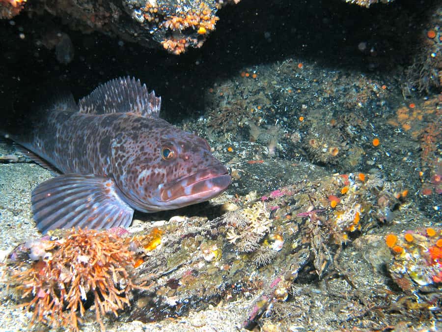 Ketchikan, Alaska: The Mountain Point Snorkeling Adventure - Getting comfortable in a 7mm wetsuit