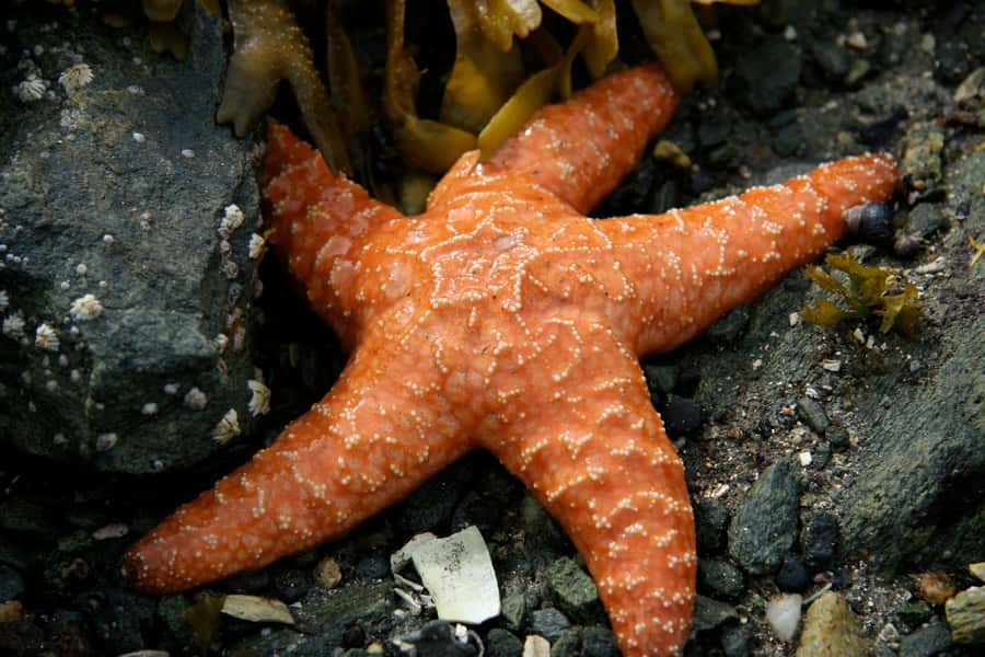 Ketchikan, Alaska: The Mountain Point Snorkeling Adventure - The rocky beach entry requires real effort