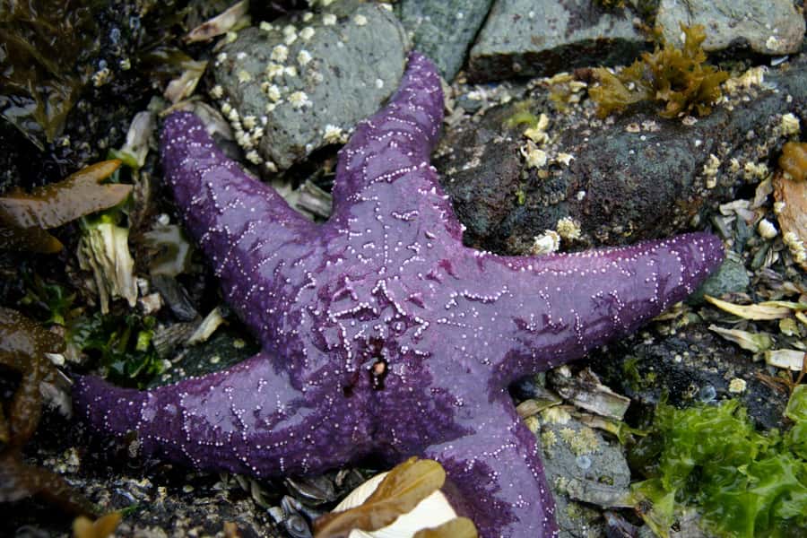 Ketchikan, Alaska: The Mountain Point Snorkeling Adventure - What the PADI guide team adds
