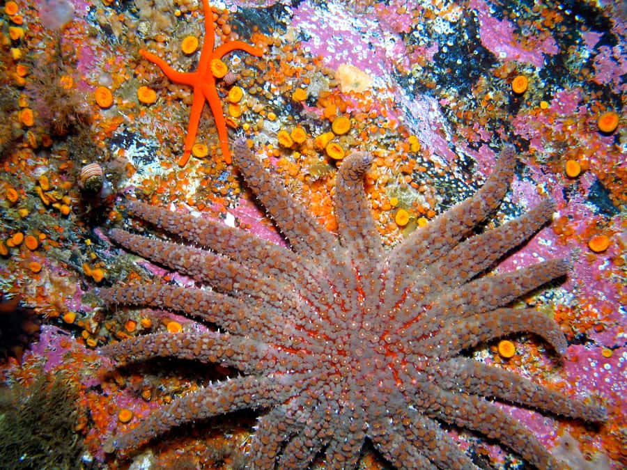 Ketchikan, Alaska: The Mountain Point Snorkeling Adventure - Is $189 a fair price?