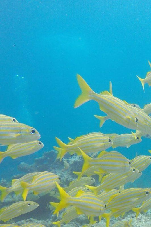 Key Largo: Molasses Reef Snorkeling Trip - First look at Molasses Reef