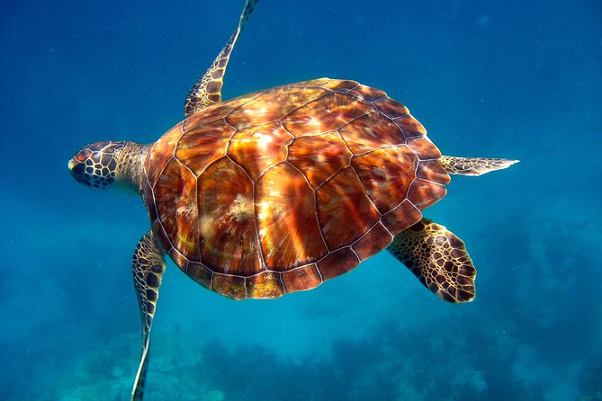 Key Largo Snorkeling Tour - rental mask, fins and vest INCLUDED - Molasses Reef and the shallow reef options