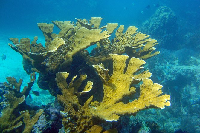 Key Largo Snorkeling Tour - rental mask, fins and vest INCLUDED - Grecian Rocks and North Dry Rocks