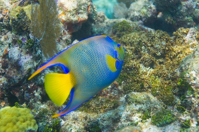 Key Largo Snorkeling Tour - rental mask, fins and vest INCLUDED - Christ of the Deep and Key Largo Dry Rocks