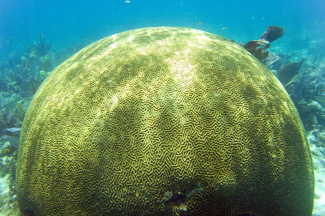 Key Largo Snorkeling Tour - rental mask, fins and vest INCLUDED - Equipment: one small detail that matters a lot