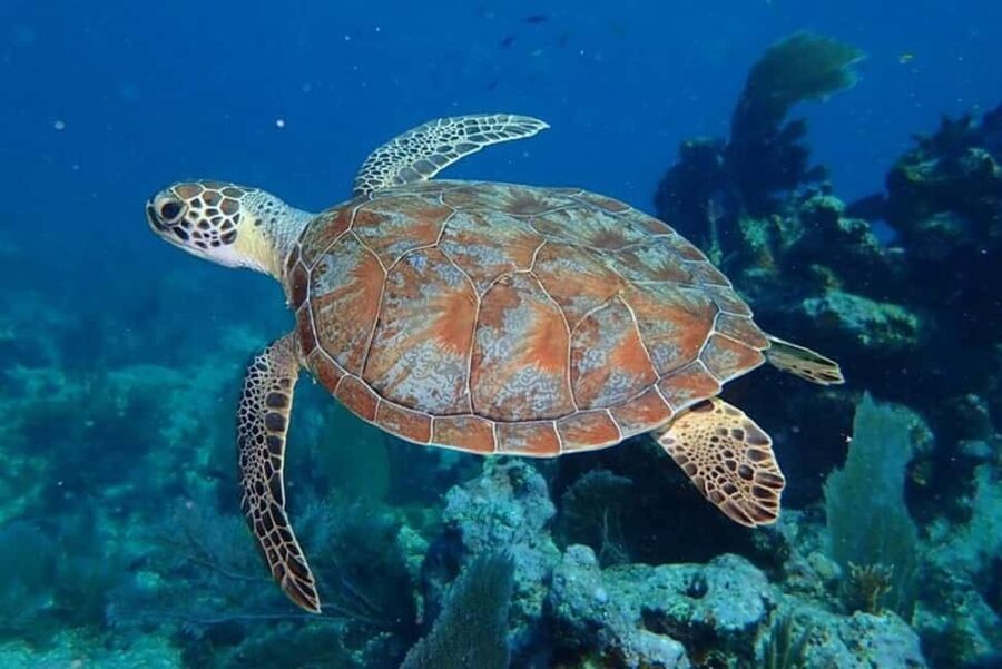 Key Largo: Snorkeling Trip - Key points to know before you book