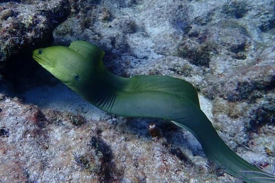 Key Largo: Snorkeling Trip - Equipment, instruction, and comfort in the water