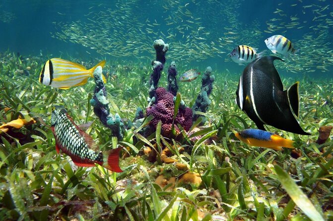 Key Largo Two Reef Snorkel Tour - All Snorkel Equipment Included! - Key points at a glance