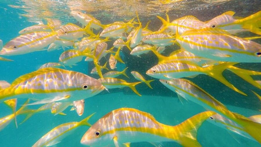 Key West: Afternoon Reef Snorkel Tour with Open Bar - About an hour over the Florida Keys Reef