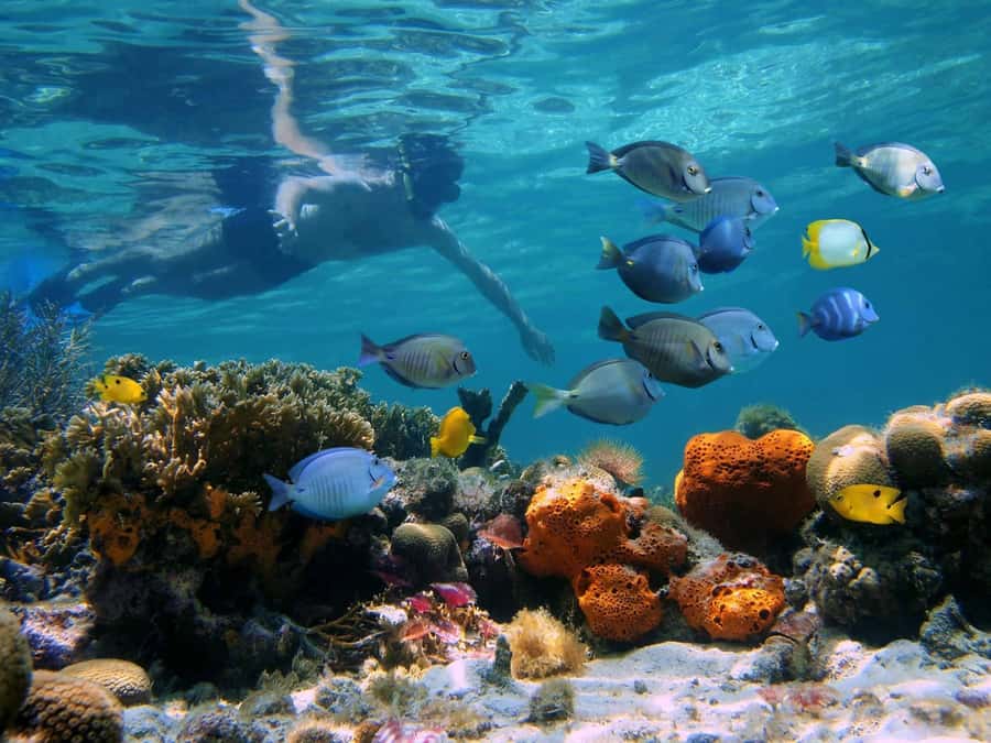 Key West: Dolphin & Reef Snorkel Trip with Sunset Option - What the $76 Key West boat trip actually includes