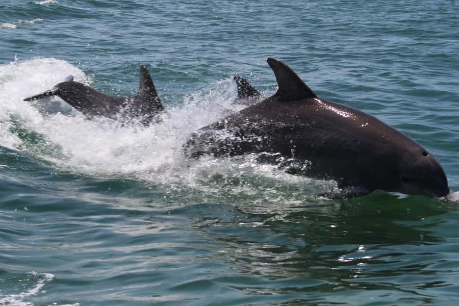 Key West: Dolphin & Reef Snorkel Trip with Sunset Option - Snorkeling near the Key West reef