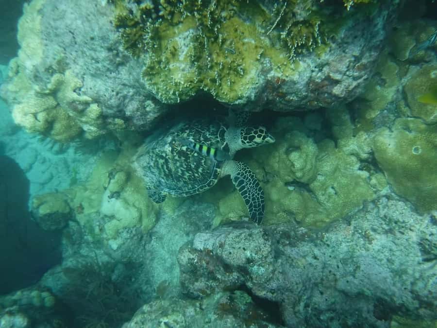Key West: Dolphin & Reef Snorkel Trip with Sunset Option - Unlimited drinks, but bring your own meal