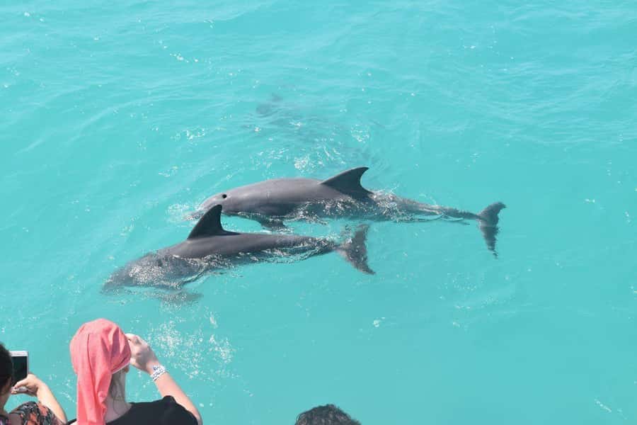 Key West: Dolphin & Reef Snorkel Trip with Sunset Option - Who will enjoy this three-hour cruise most?