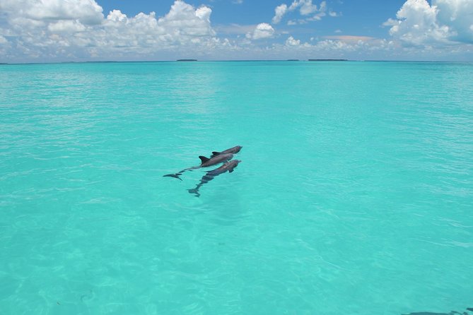 Key West Dolphin Watch and Snorkel Tour - Eco Adventure - The catamaran ride and the view from the water