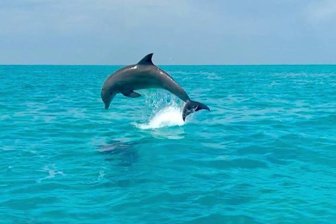 Key West Dolphin Watch and Snorkel Tour - Eco Adventure - Searching for bottlenose dolphins in the wild