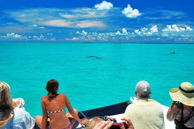 Key West Dolphin Watch and Snorkel Tour - Eco Adventure - Snorkeling the Gulf backcountry