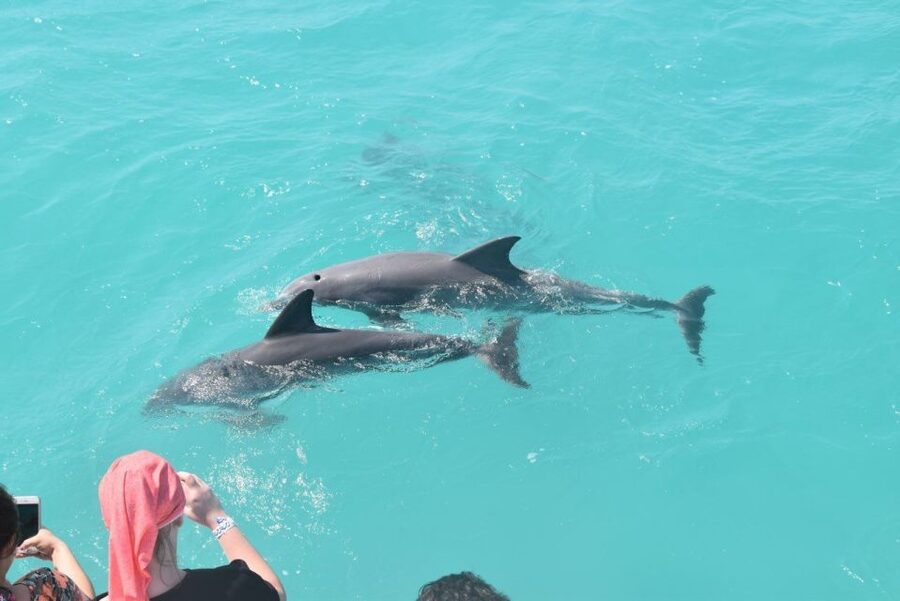 Key West: Dolphin Watching and Snorkeling Sunset Cruise - Watching wild dolphins near Key West
