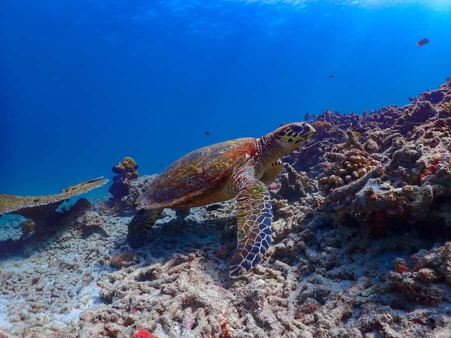 Khao Lak: Surin Islands & Moken Village Premium Snorkel Tour - Two afternoon snorkeling sites