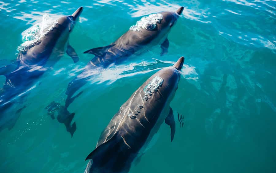Khasab: Dolphin Watching Day Tour with Snorkeling & Lunch - Telegraph Island: the first swim and snorkel