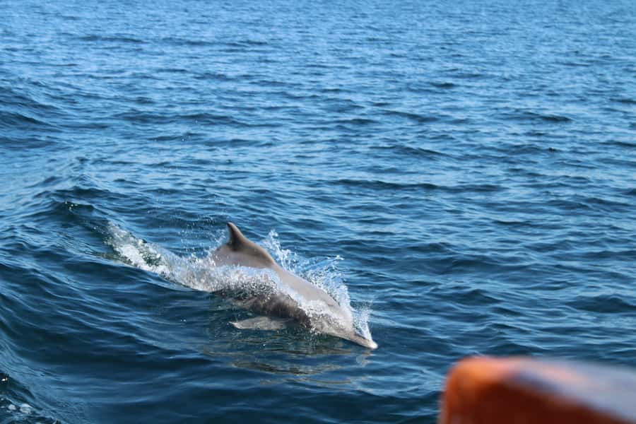 Khasab: Half-Day Dhow Cruise, Dolphin Watching, & Snorkeling - Dolphin watching near the fishing village