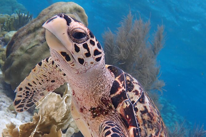 Klein Bonaire Marine Park Snorkeling Excursion - The quick take