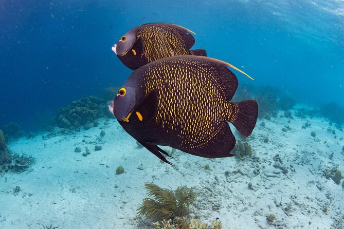 Klein Bonaire Marine Park Snorkeling Excursion - A guide in the water changes the experience