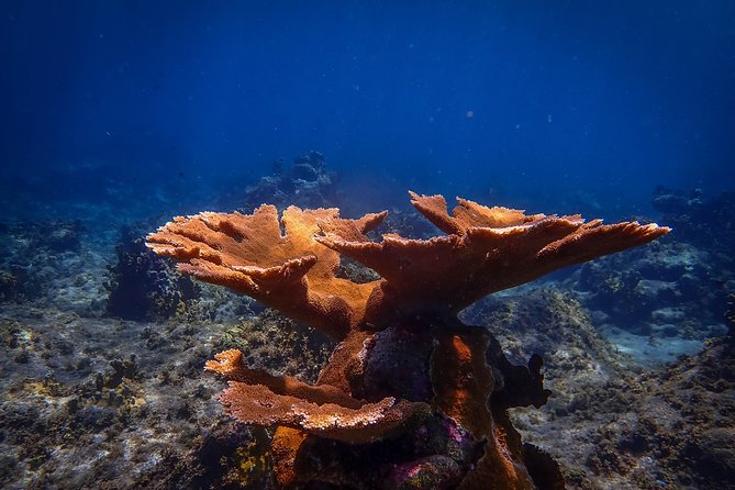 Klein Bonaire Marine Park Snorkeling Excursion - What you get for $75