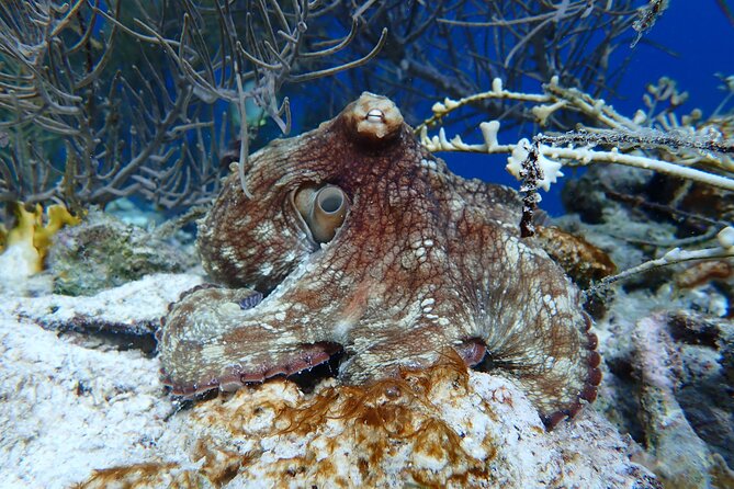 Klein Bonaire Marine Park Snorkeling Excursion - The tradeoffs you should know before booking