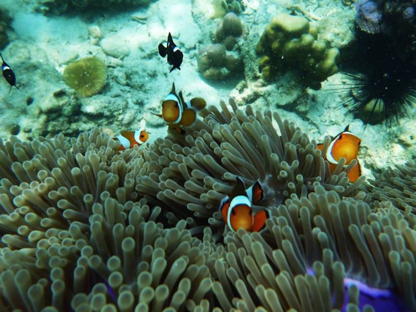 Ko Lanta: 4 Islands Snorkeling Tour by Longtail Boat - Key points to know before booking