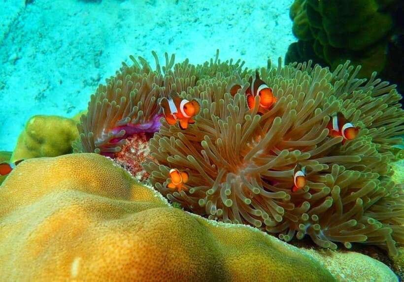 Ko Lanta: Full-Day Snorkel Trip to Phi Phi & Bamboo Islands - Viking Cave, Pileh Lagoon, and Monkey Beach