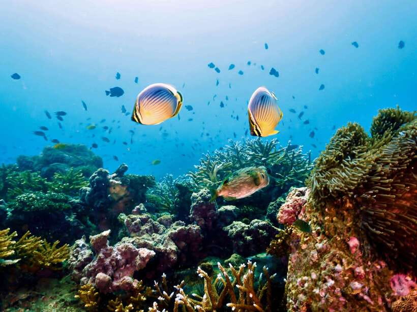 Ko Lanta: Snorkeling Adventure Tour to Koh Rok and Koh Haa - What the $52 price really covers